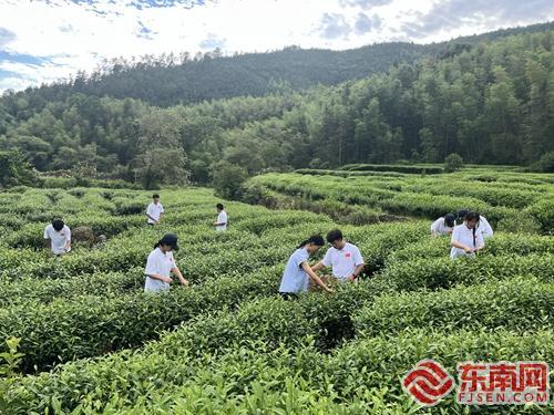 茶文-旅体研学团队采茶 童文妍 摄 茶文-旅体研学团队采茶 童文妍 摄