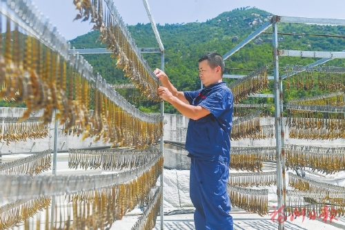 探寻罗源海马养殖的逆袭密码
